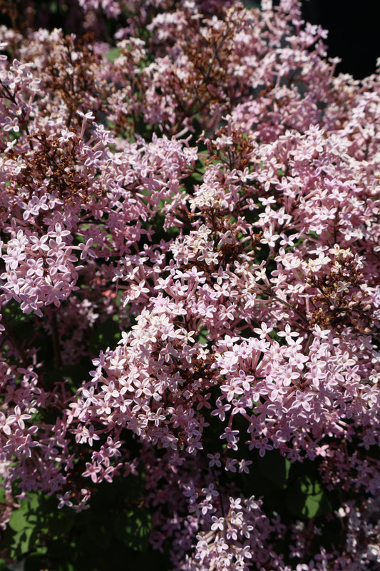 Lilac - Bloomerang Purpink