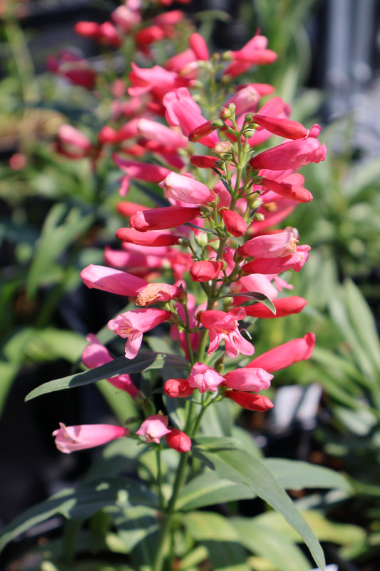 Penstemon "Pristine Lipstick" Beard Tongue