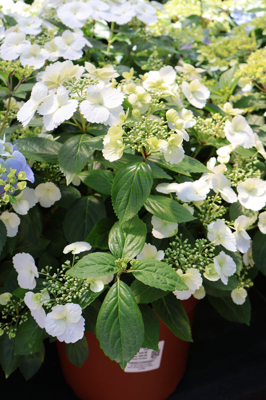 Hydrangea - Fairytrail Bride