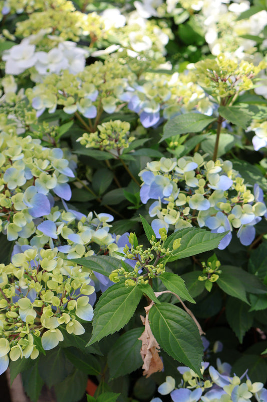 Hydrangea - Fairytrail Bride