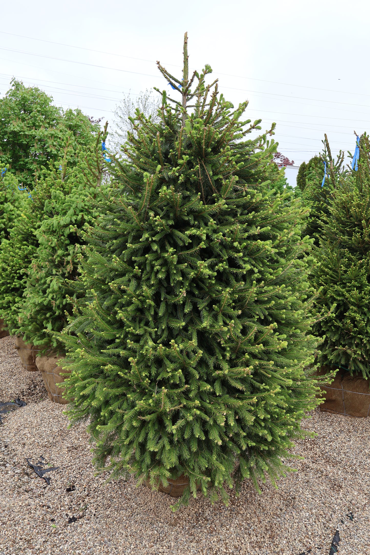 Spruce - Norway Special Purchase
