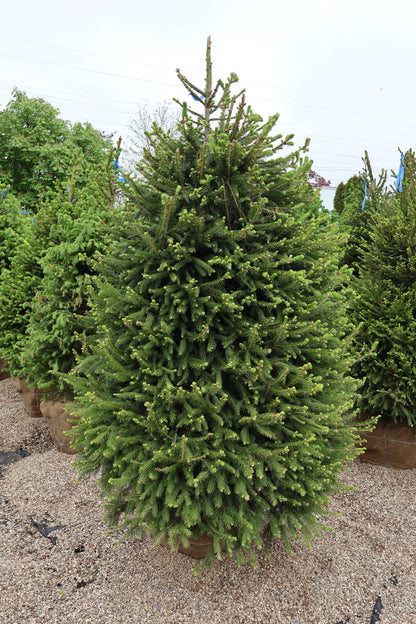 Spruce - Norway Special Purchase