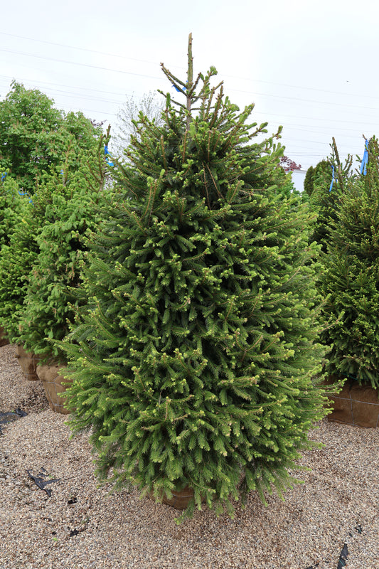 Spruce - Norway Special Purchase