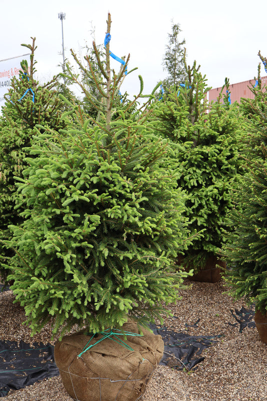 Spruce - Norway Special Purchase