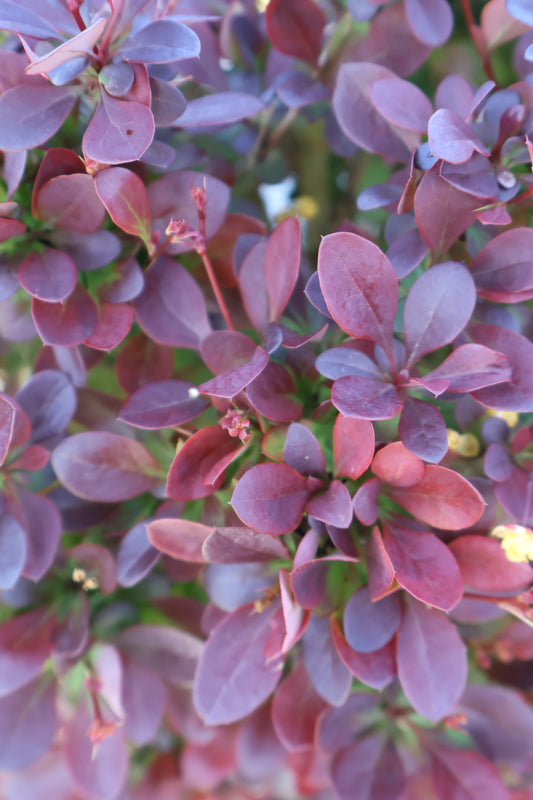 Barberry - Todo