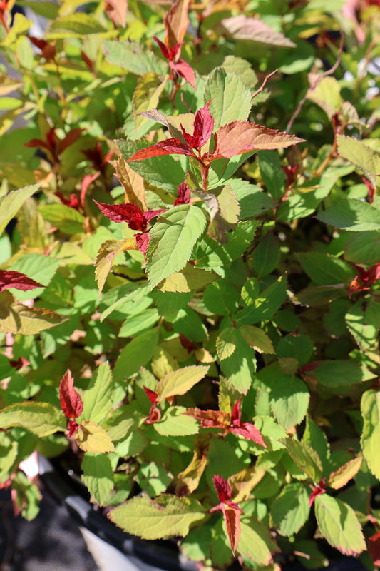 Spirea - Double Play Doozie