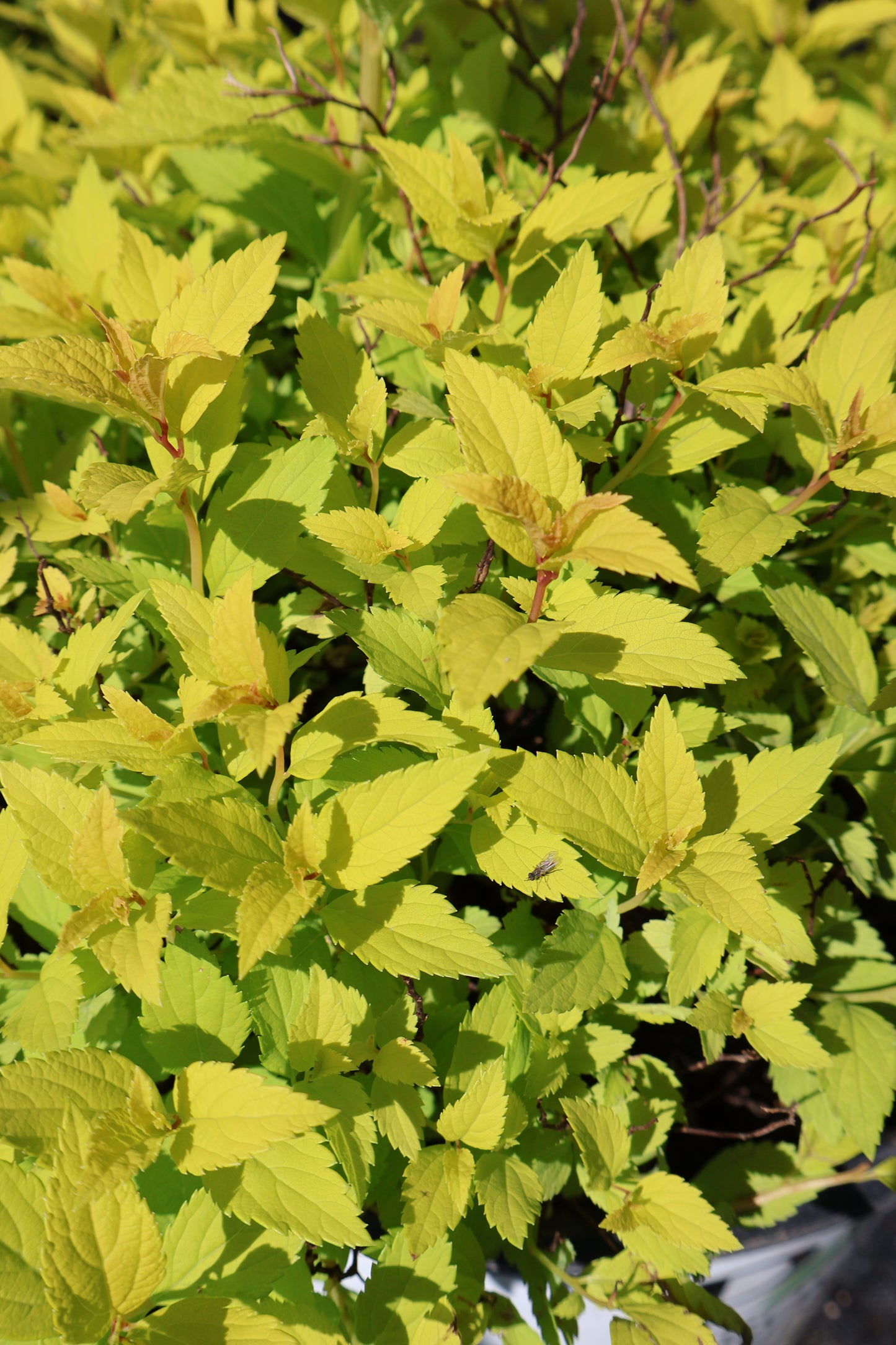 Spirea - Double Play Gold