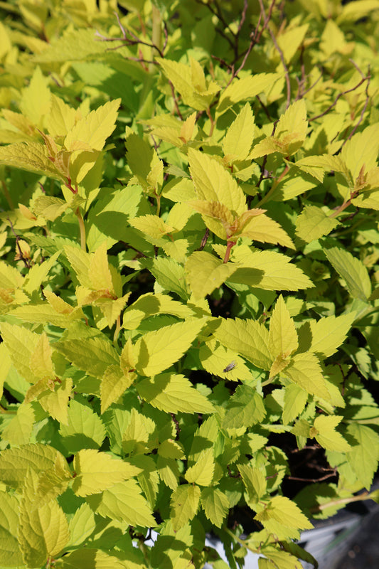 Spirea - Double Play Gold