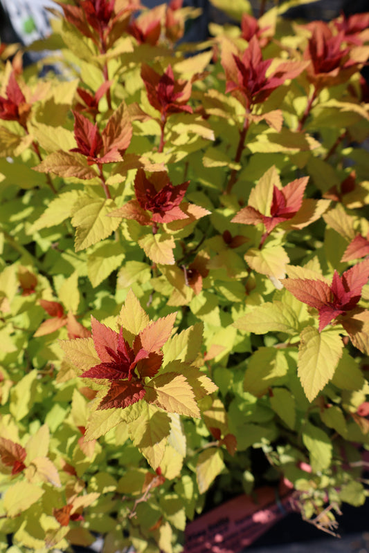 Spirea - Double Play Dolly