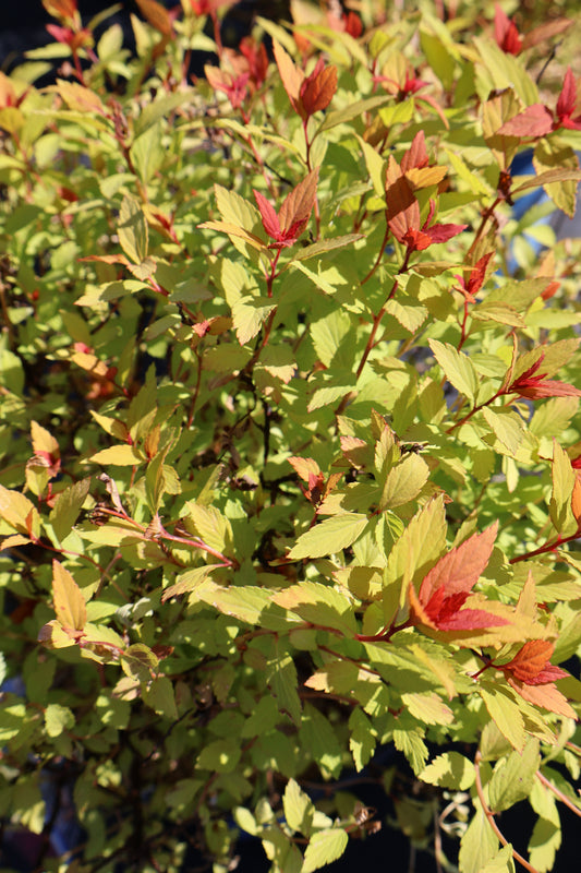 Spirea - Rainbow Fizz