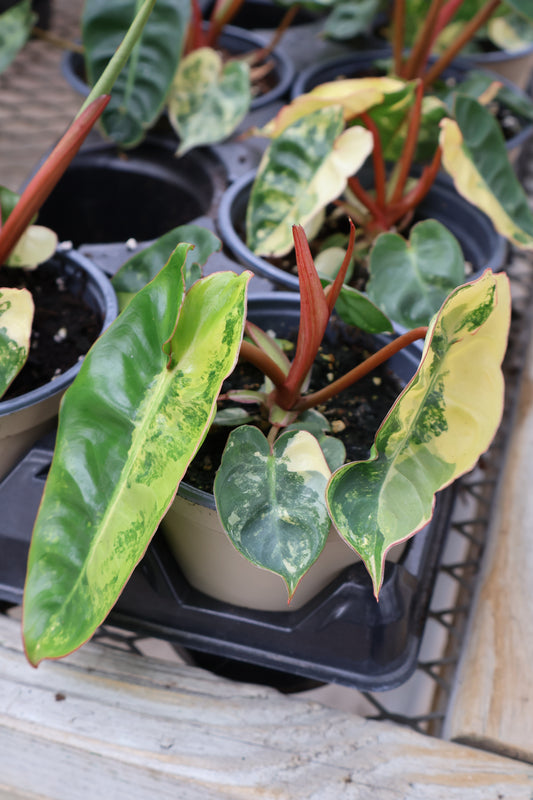 4.5" PHILODENDRON VARIEGATED BILLIETIAE