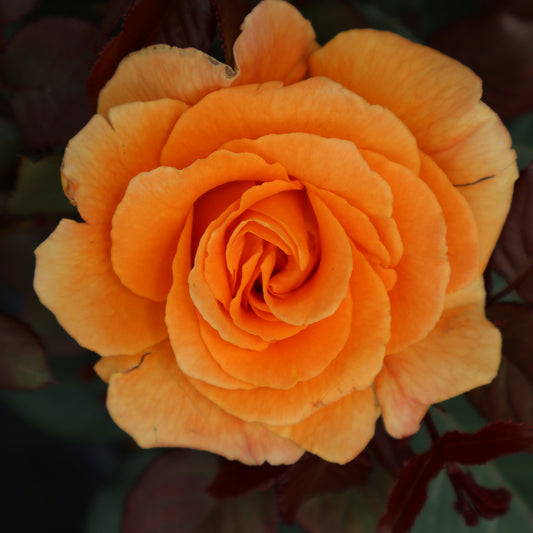 Rose - Vavoom