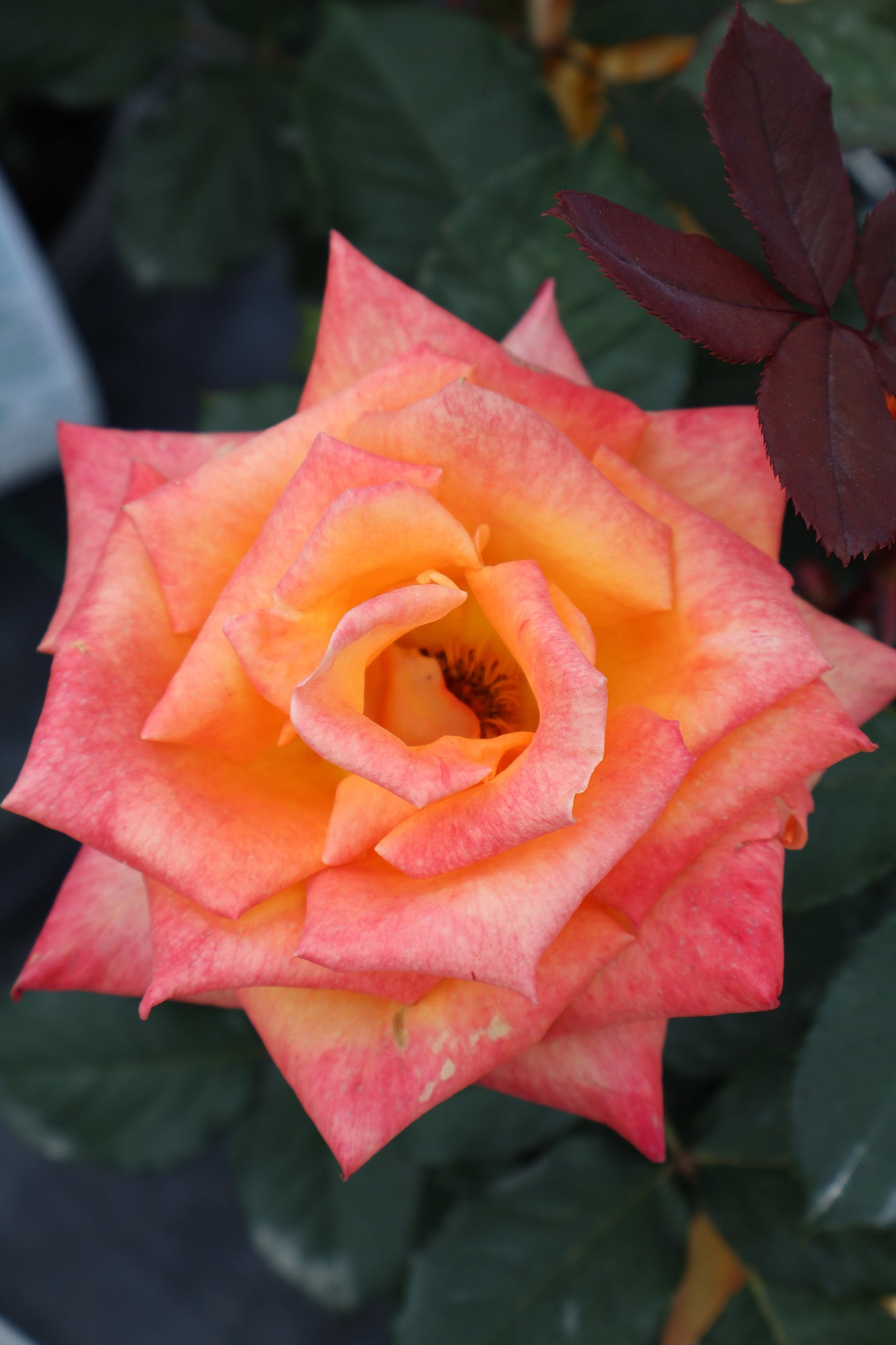 Rose - Chris Evert