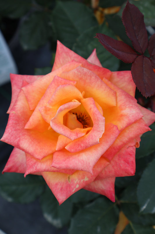Rose - Chris Evert