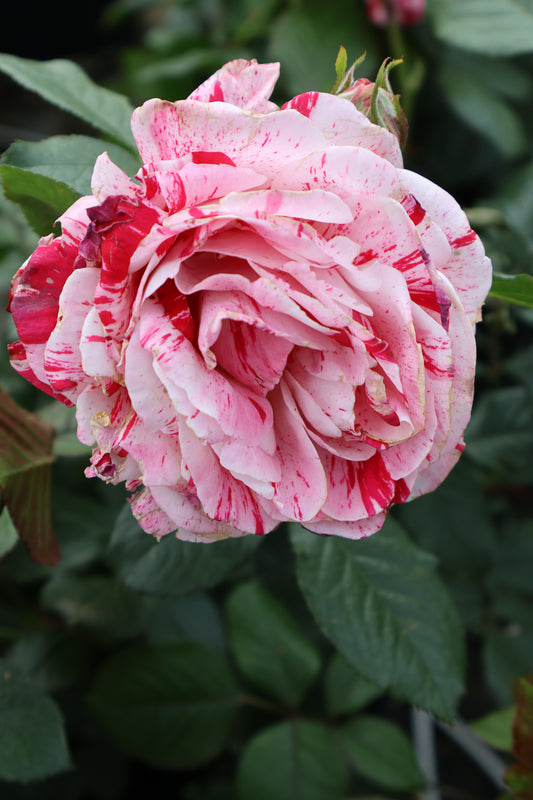 Rose - Scentimental Floribunda