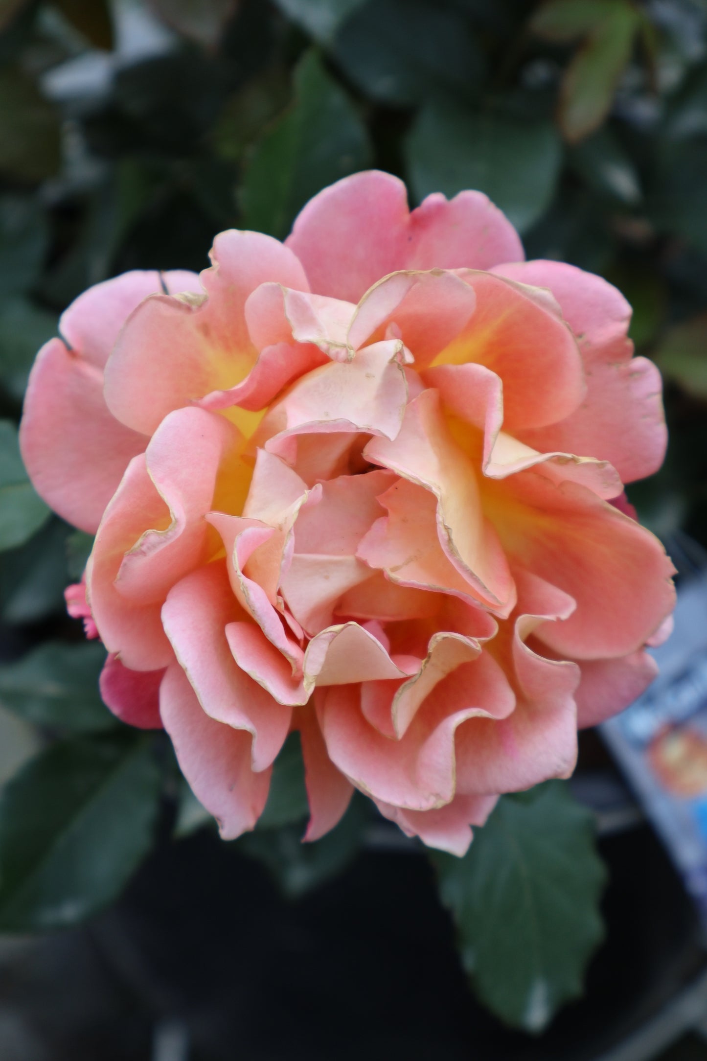 Rose - Rosie The Riveter Floribunda Orangey Gold Pink