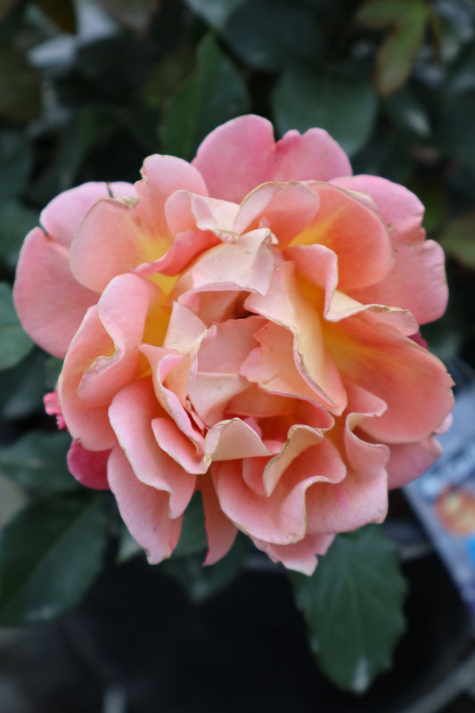 Rose - Rosie The Riveter Floribunda Orangey Gold Pink