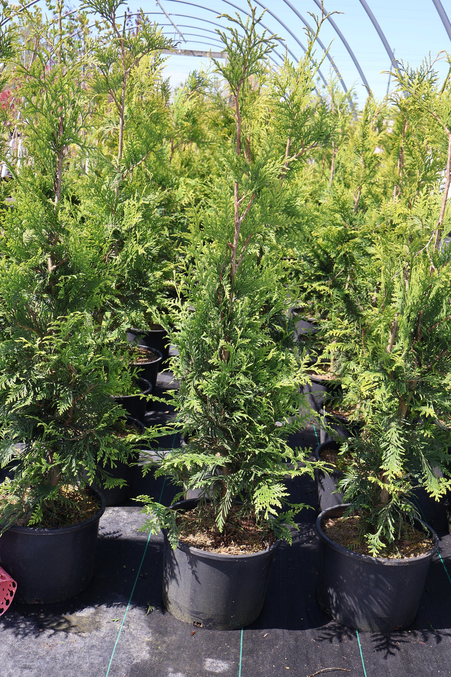 Arborvitae - Green Giant Special Purchase