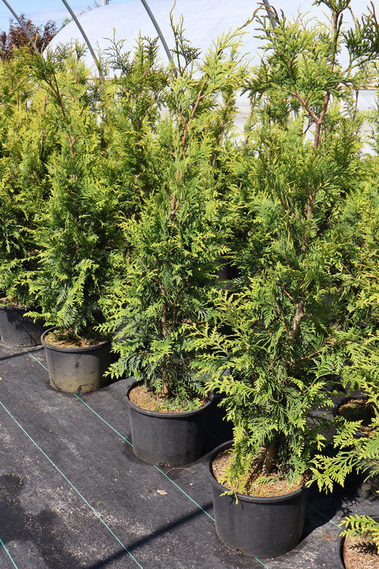 Arborvitae - Green Giant Special Purchase