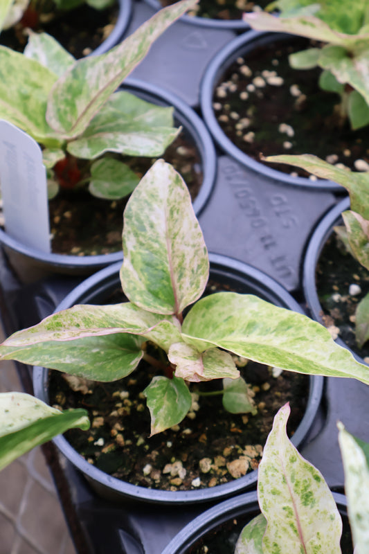 4.5" ANTHURIUM PINK VARIEGATED