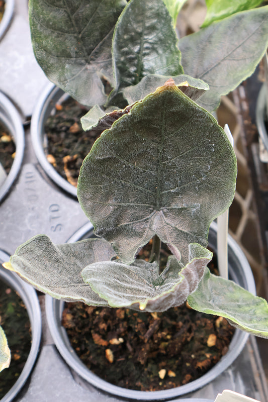 4.5" ALOCASIA ANTORO BLACK VELVET