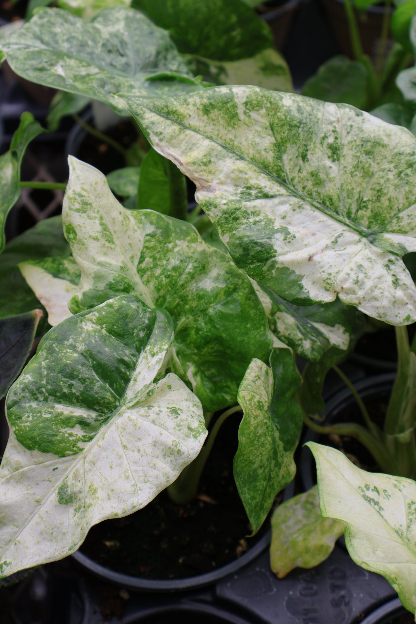 4.5" ALOCASIA MACRORRHIZOS CAMOFLAUGE