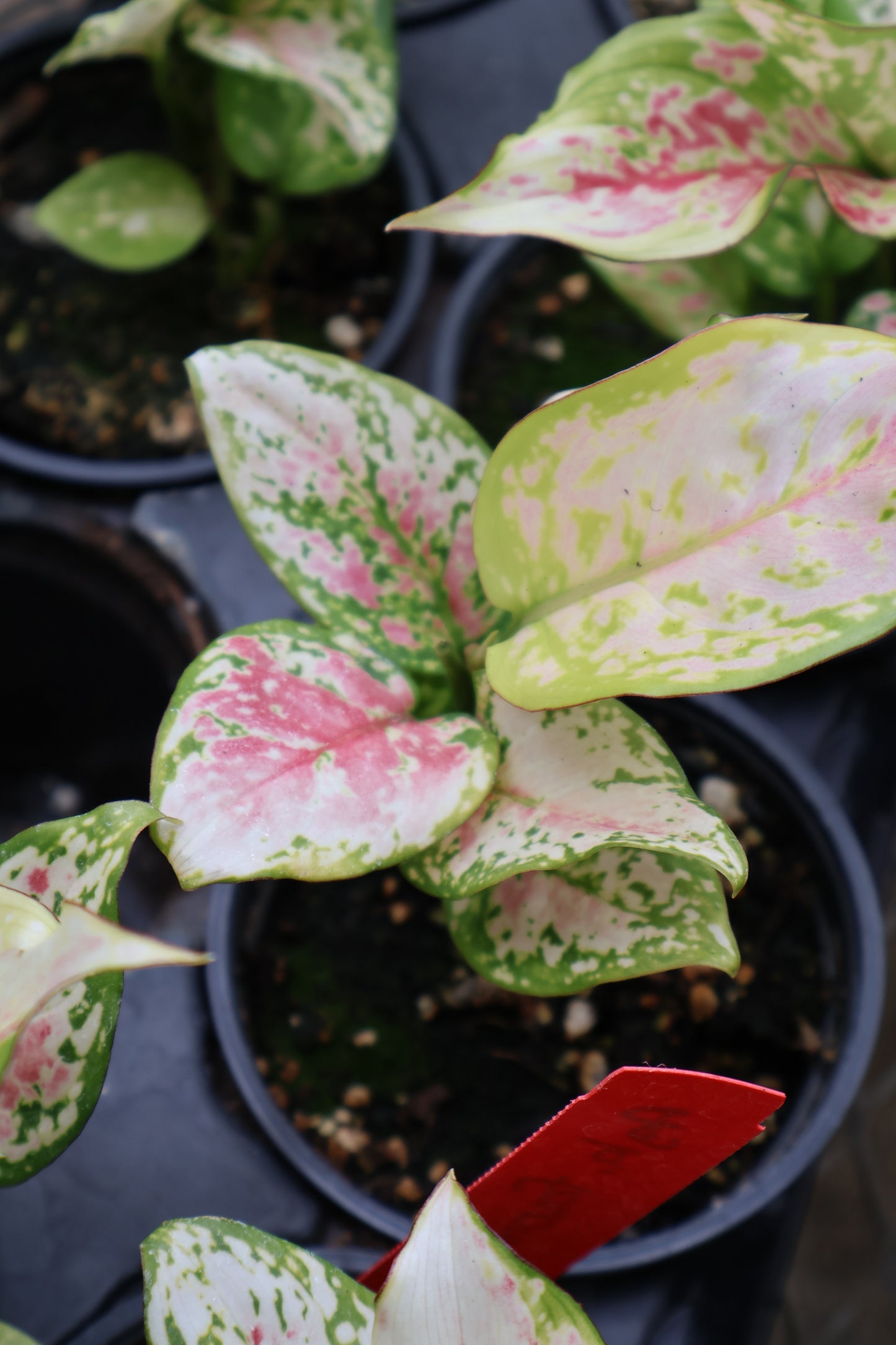 4.5" AGLAONEMA FAVONIAN RED