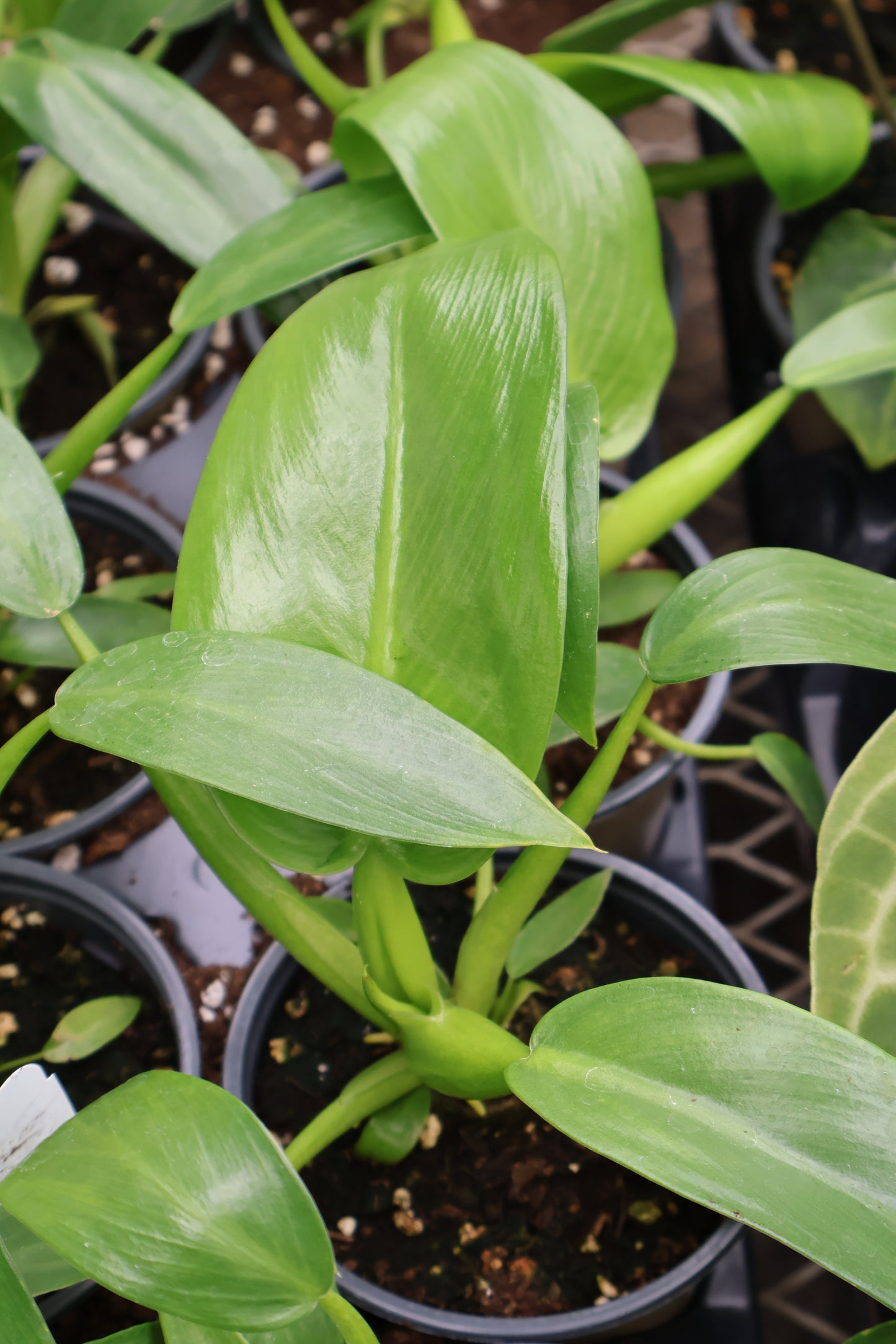 4.5" PHILODENDRON FAT BOY