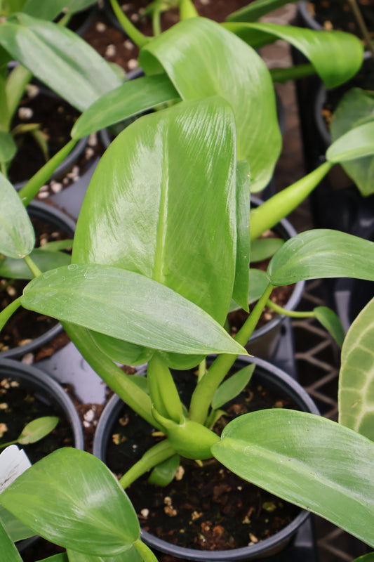 4.5" PHILODENDRON FAT BOY