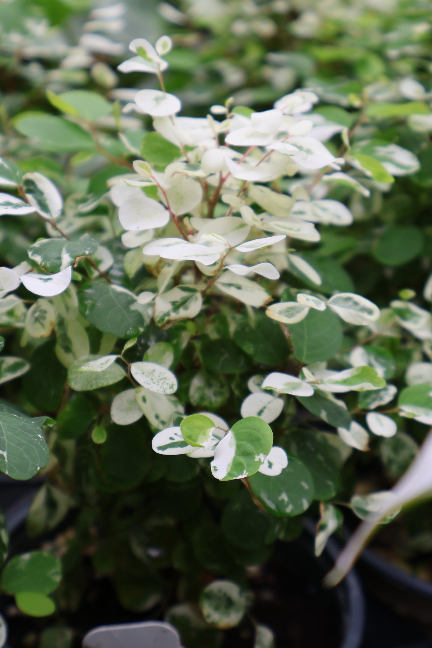4.5" BREYNIA SNOWBUSH