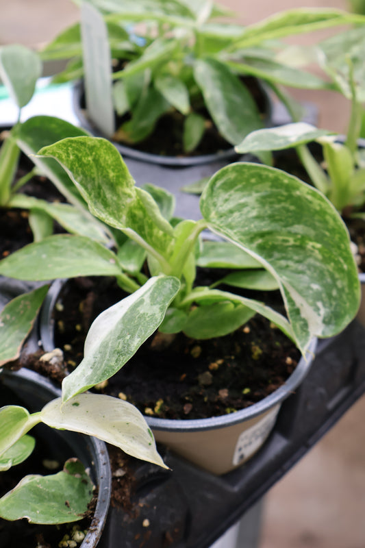 4.5" PHILODENDRON JOSE BUENO