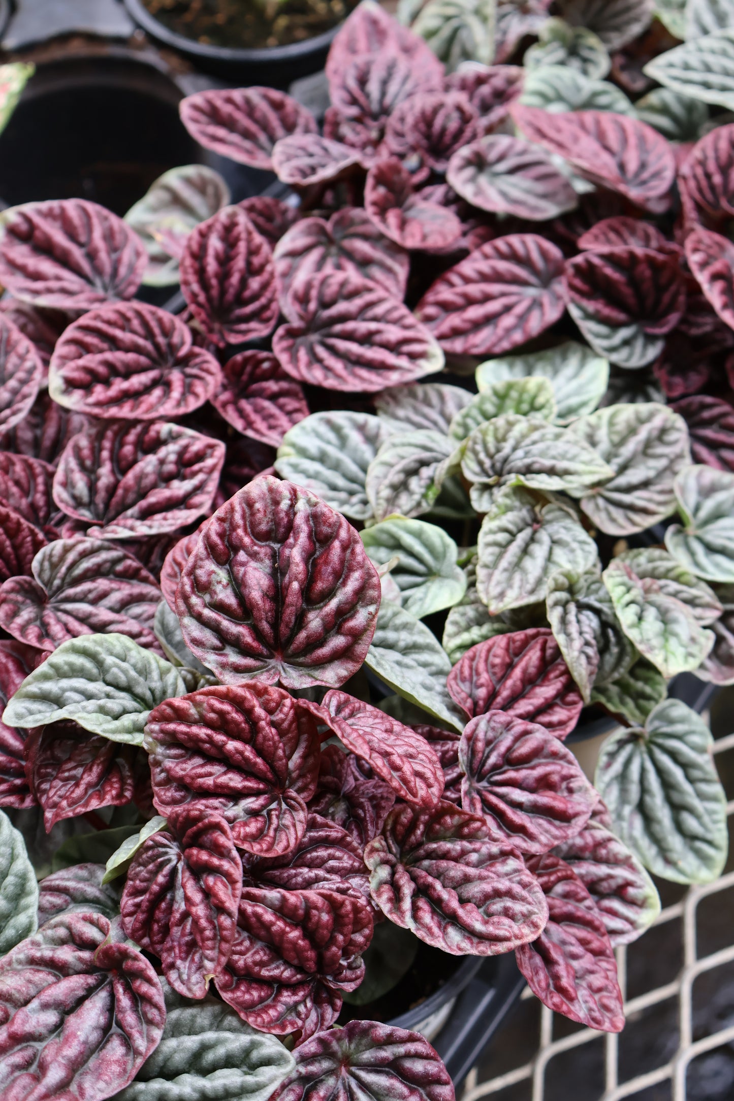 4.5" PEPPEROMIA RED LUNA