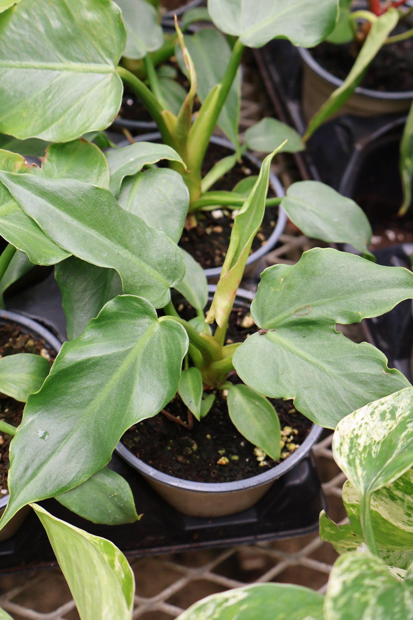4.5" PHILODENDRON MAYOI