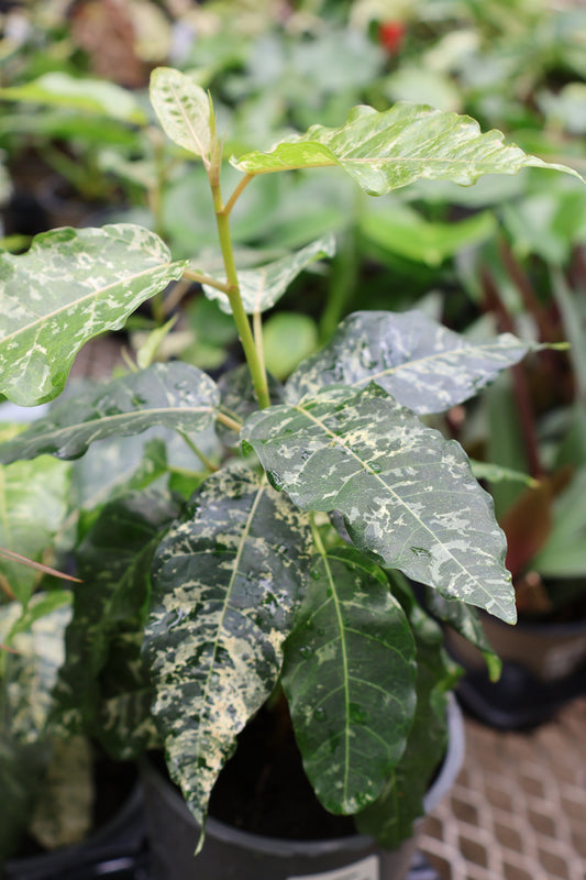 5" FICUS ASPERA CLOWN FIG