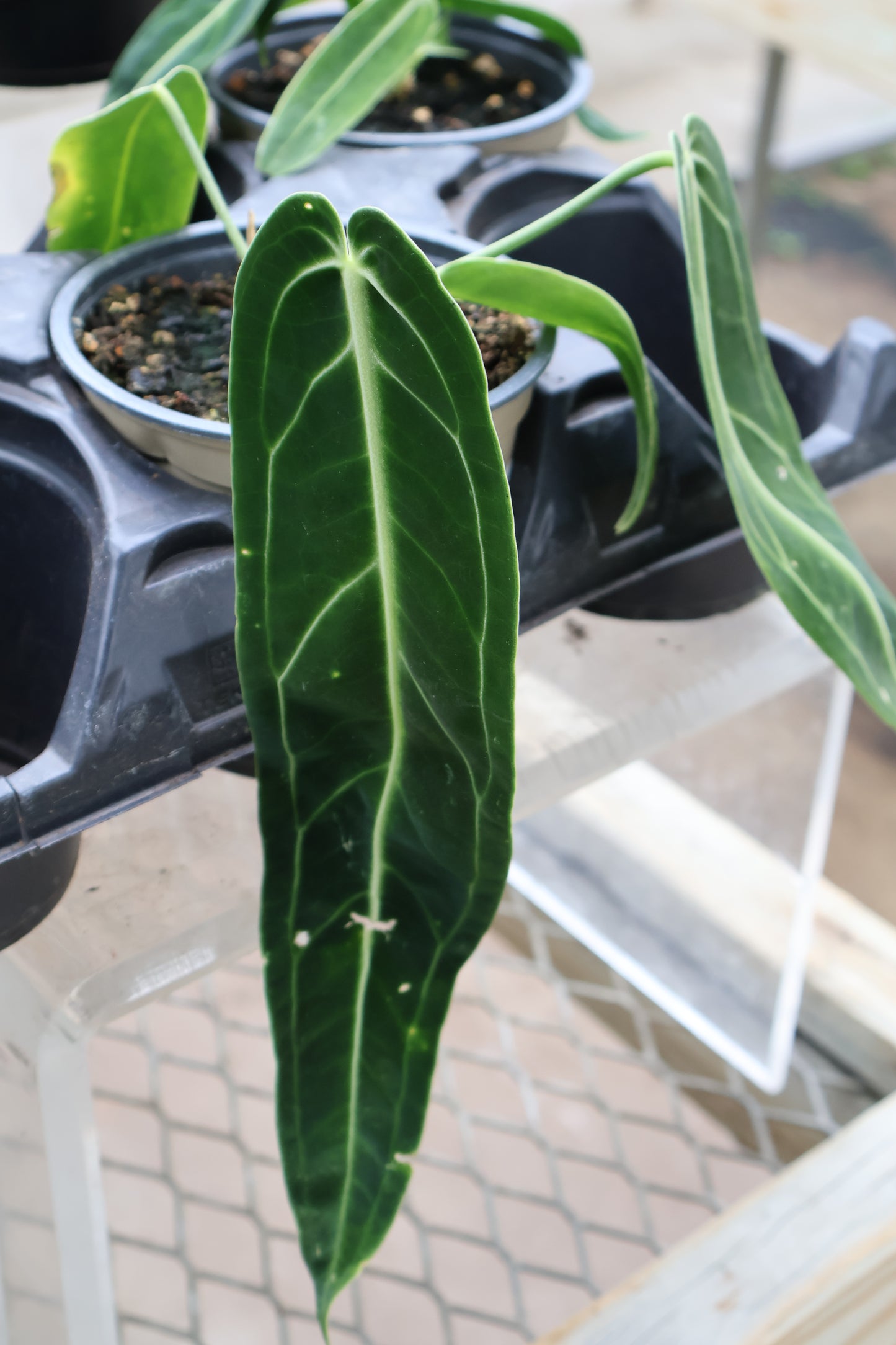 4.5" ANTHURIUM WAROQUEANUM