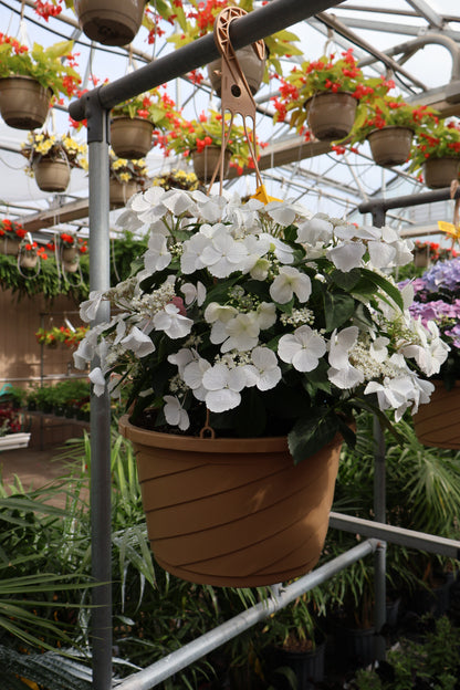 Hydrangea - Fairytrail Bride