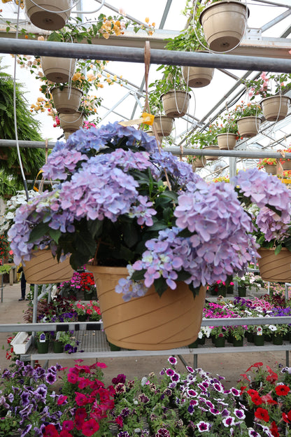 Hydrangea - Fairytrail Bride