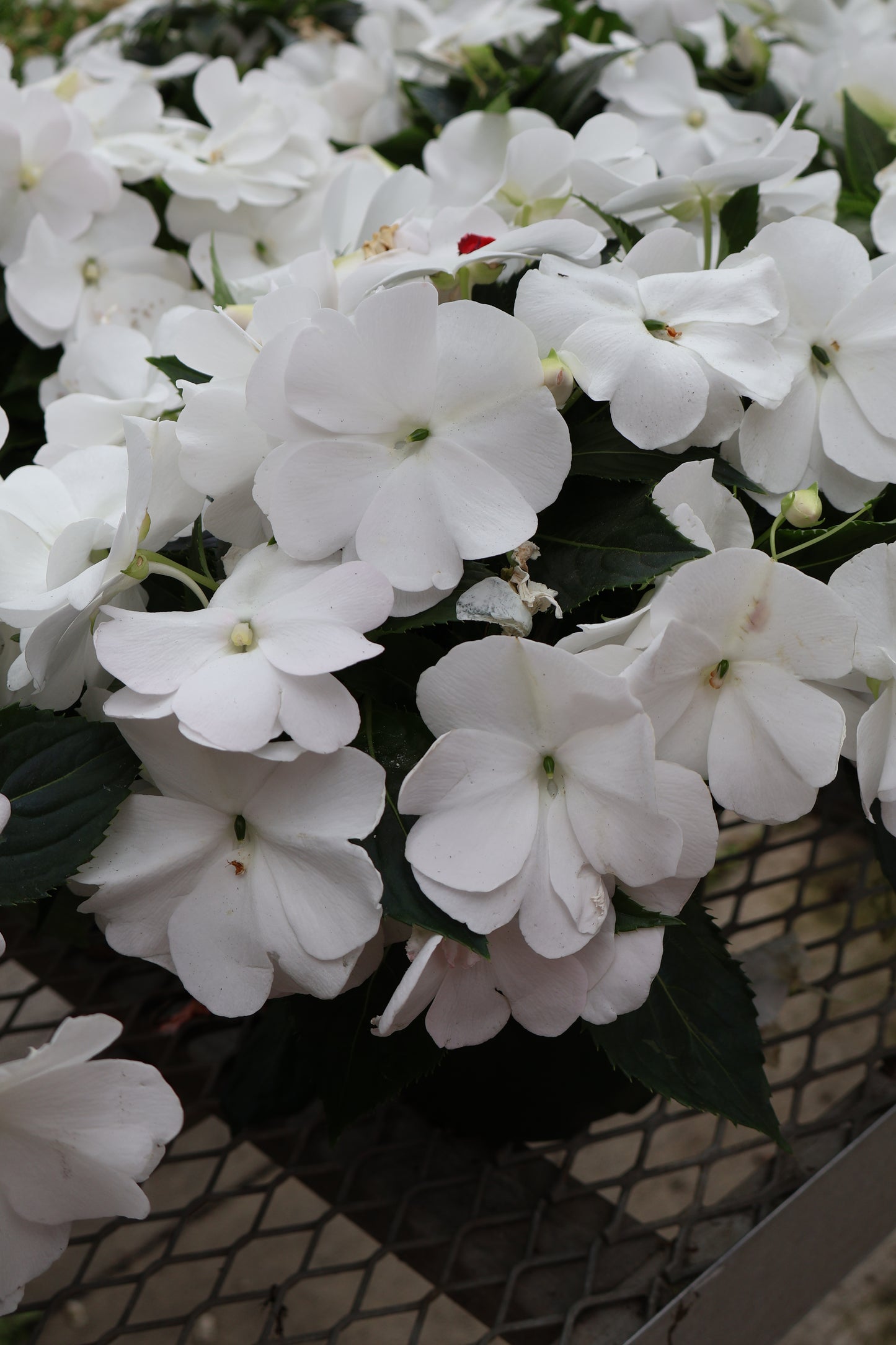 6" NEW GUINEA IMPATIENS