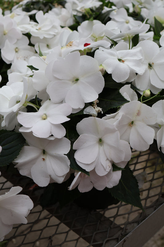 6" NEW GUINEA IMPATIENS