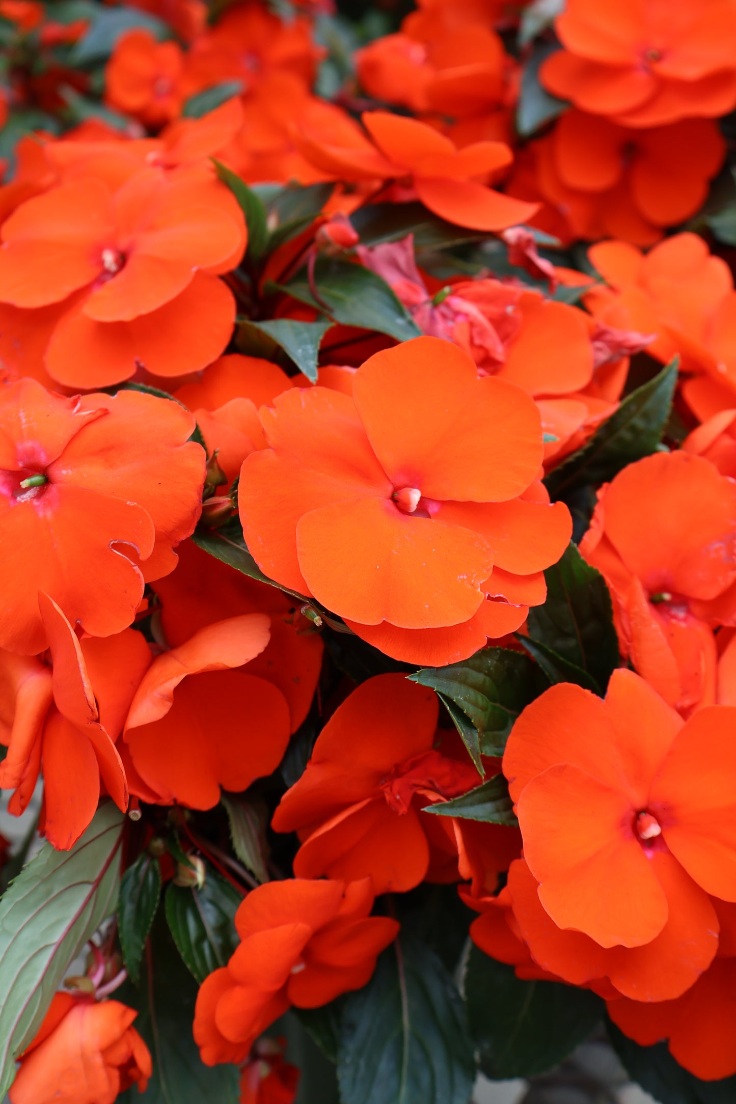 6" NEW GUINEA IMPATIENS