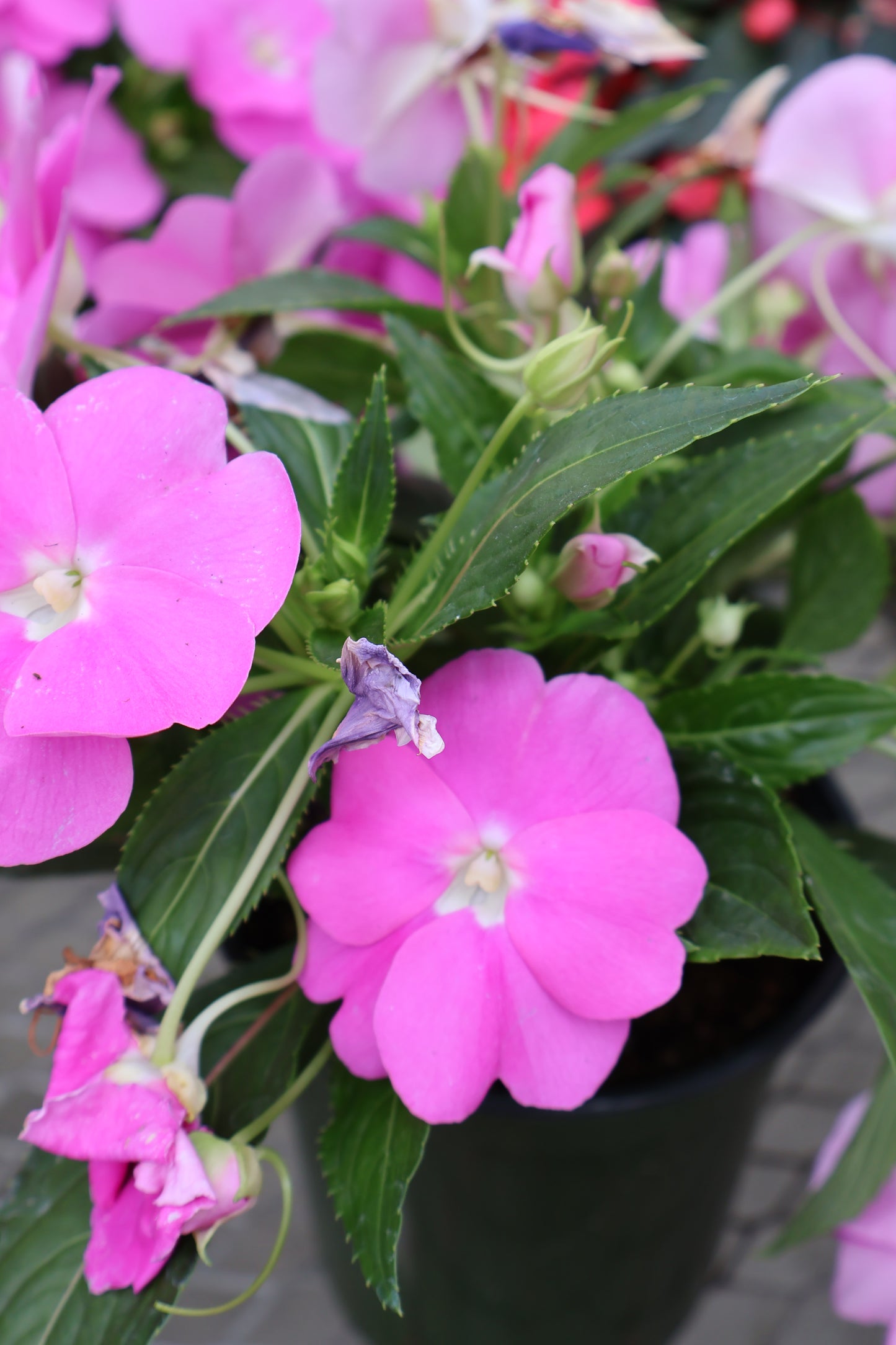 6" NEW GUINEA IMPATIENS