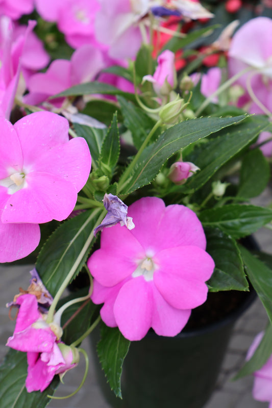 6" NEW GUINEA IMPATIENS