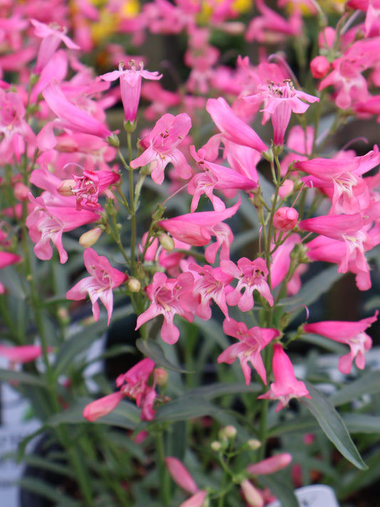 Penstemon "Pink Pearls" Beard Tongue