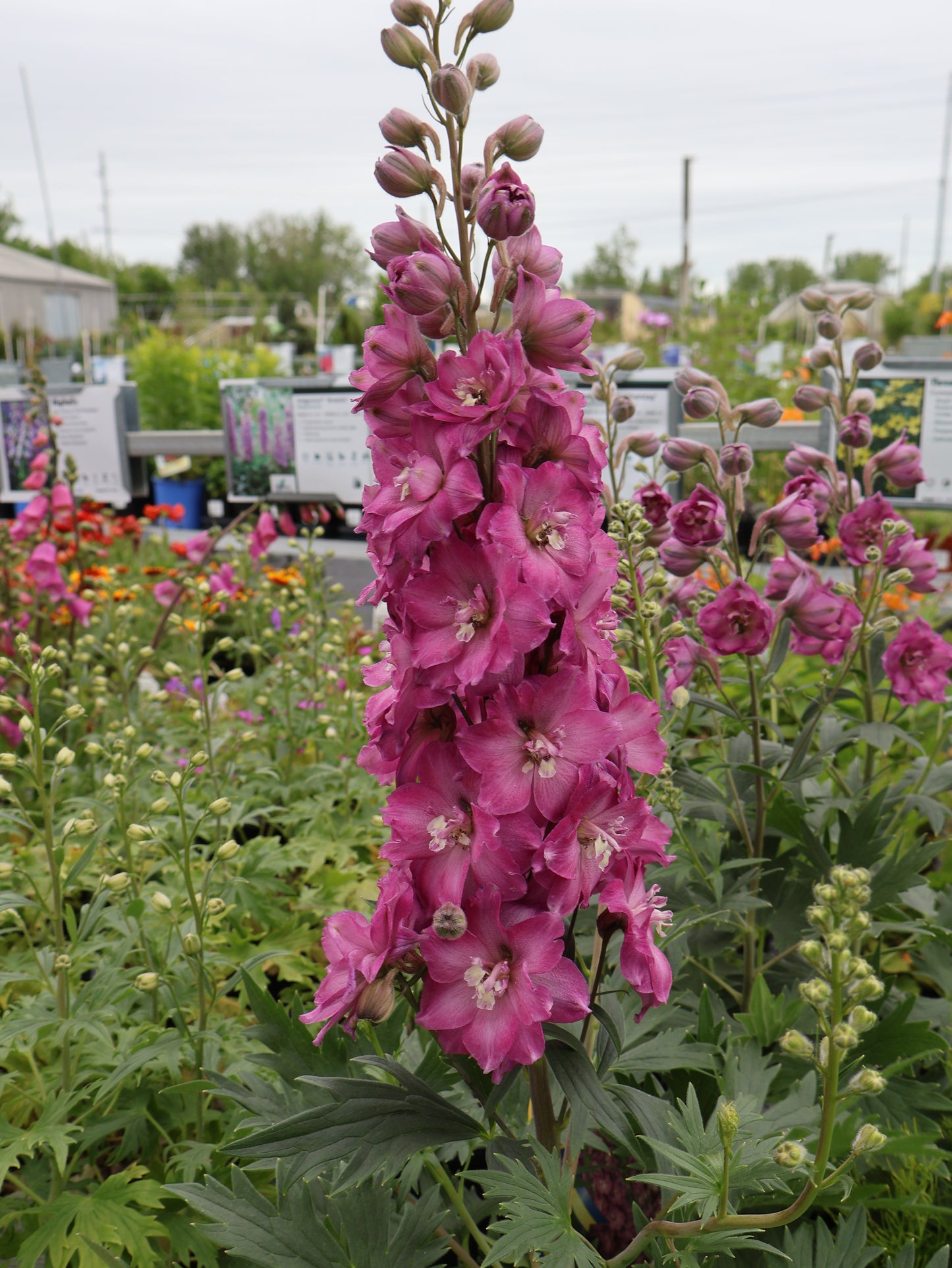 Delphinium 'Delgenius Chantay' Larkspur