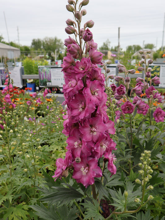 Delphinium 'Delgenius Chantay' Larkspur