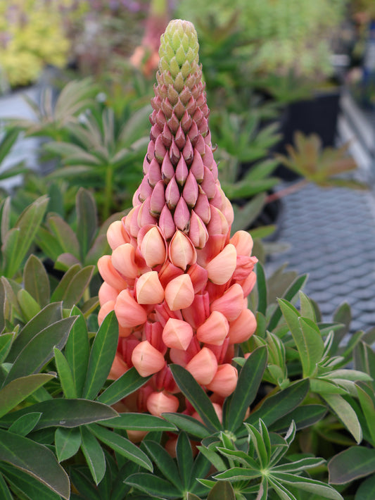 Lupinus 'Salmon Star' Lupine