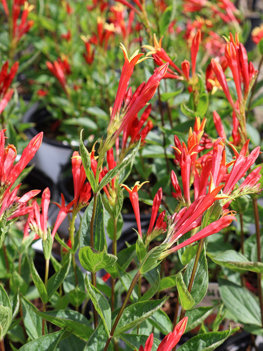 Spigelia 'Orange Slices' Indian Pink