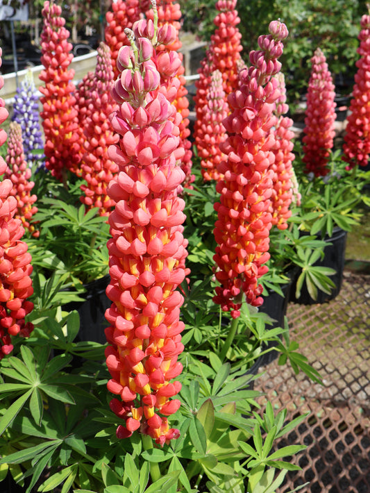 Lupinus 'Terra Cotta' Lupine
