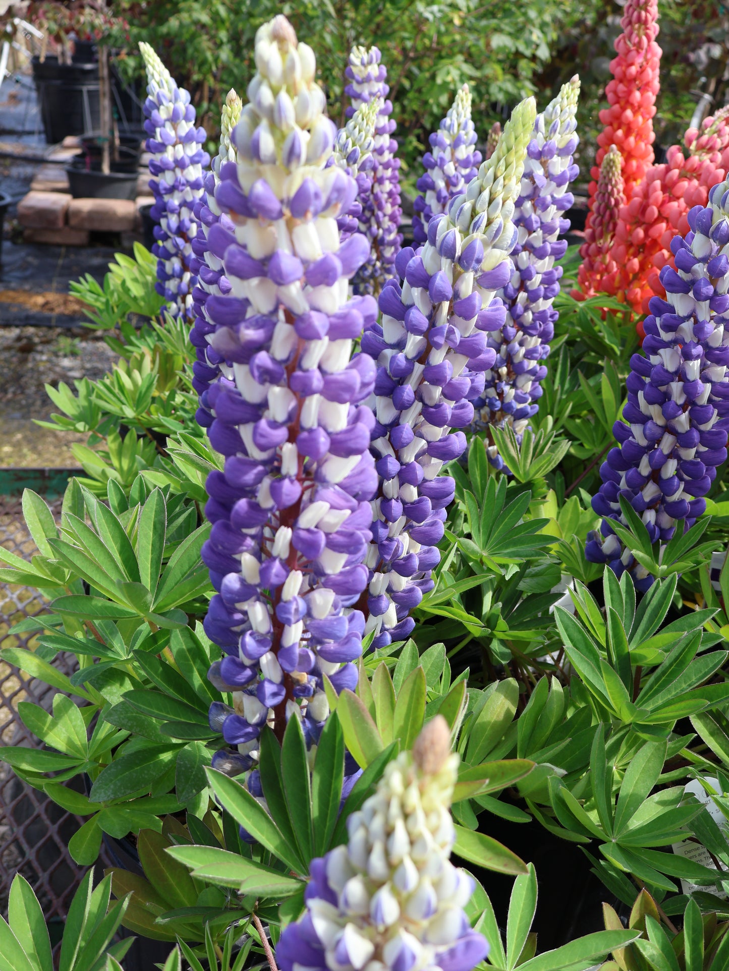 Lupinus 'King Canute' Lupine