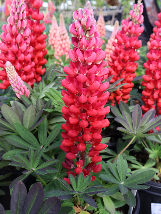 Lupinus 'Beefeater' Lupine